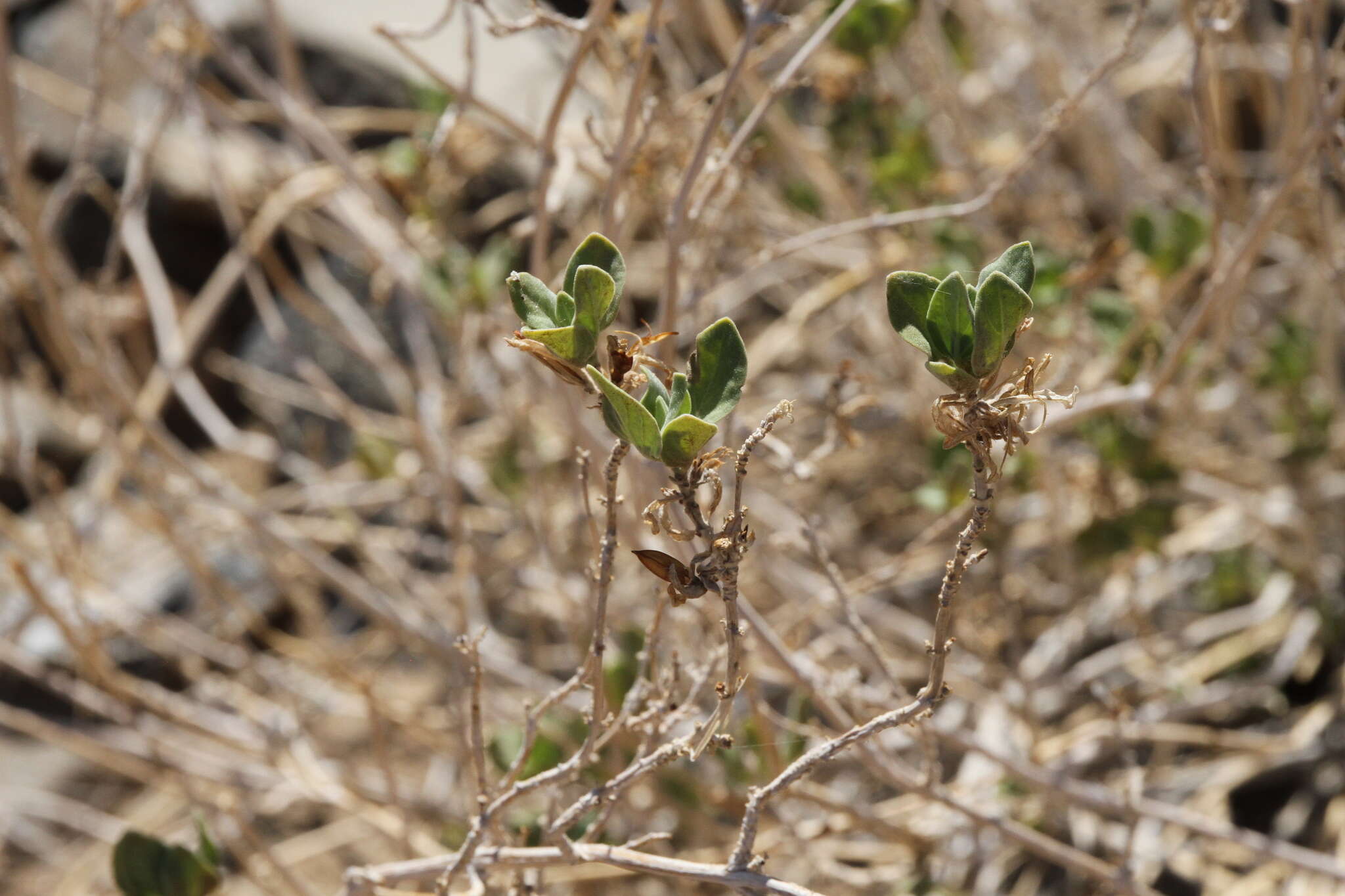 Image of Petalidium variabile (Engl.) C. B. Cl.