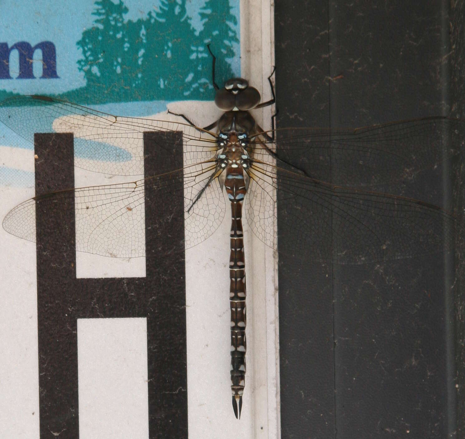 Image of Variable Darner