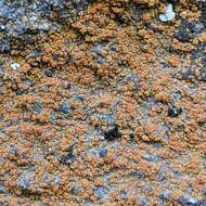 Image of orange lichen