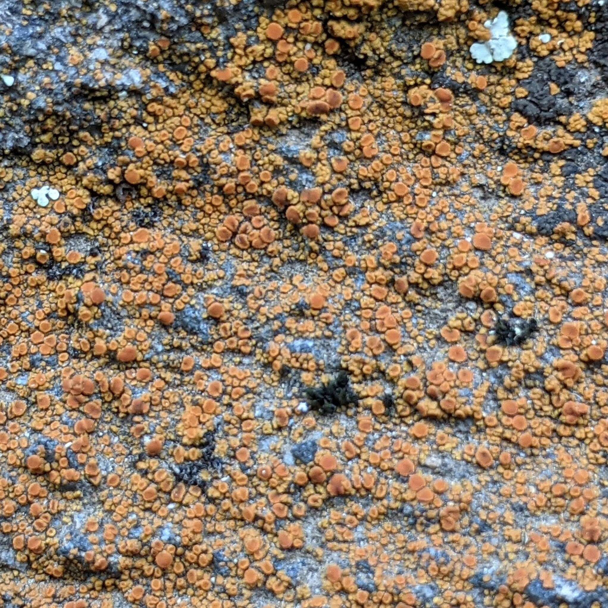 Image of orange lichen