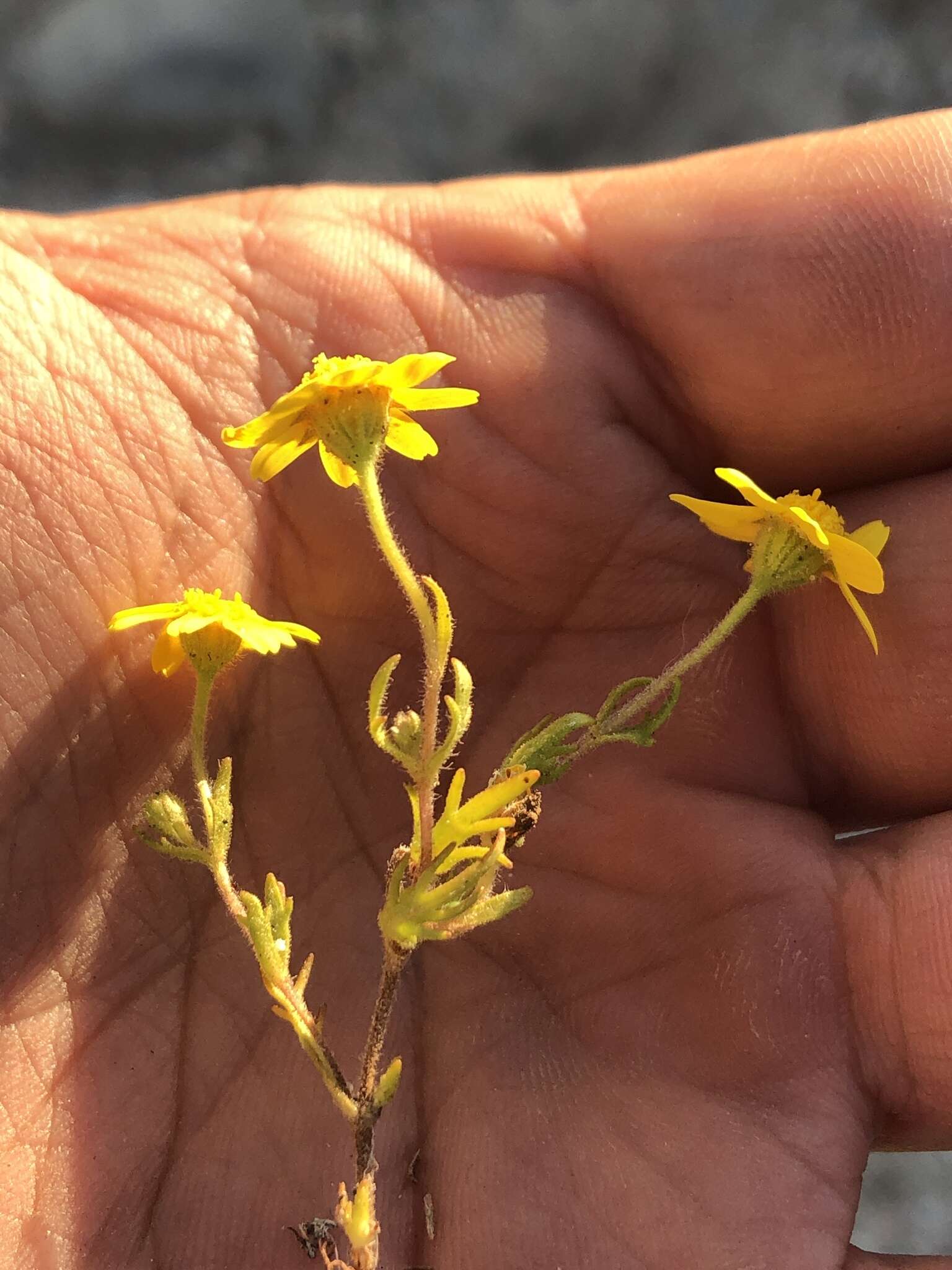 Lasthenia coronaria (Nutt.) Ornduff resmi