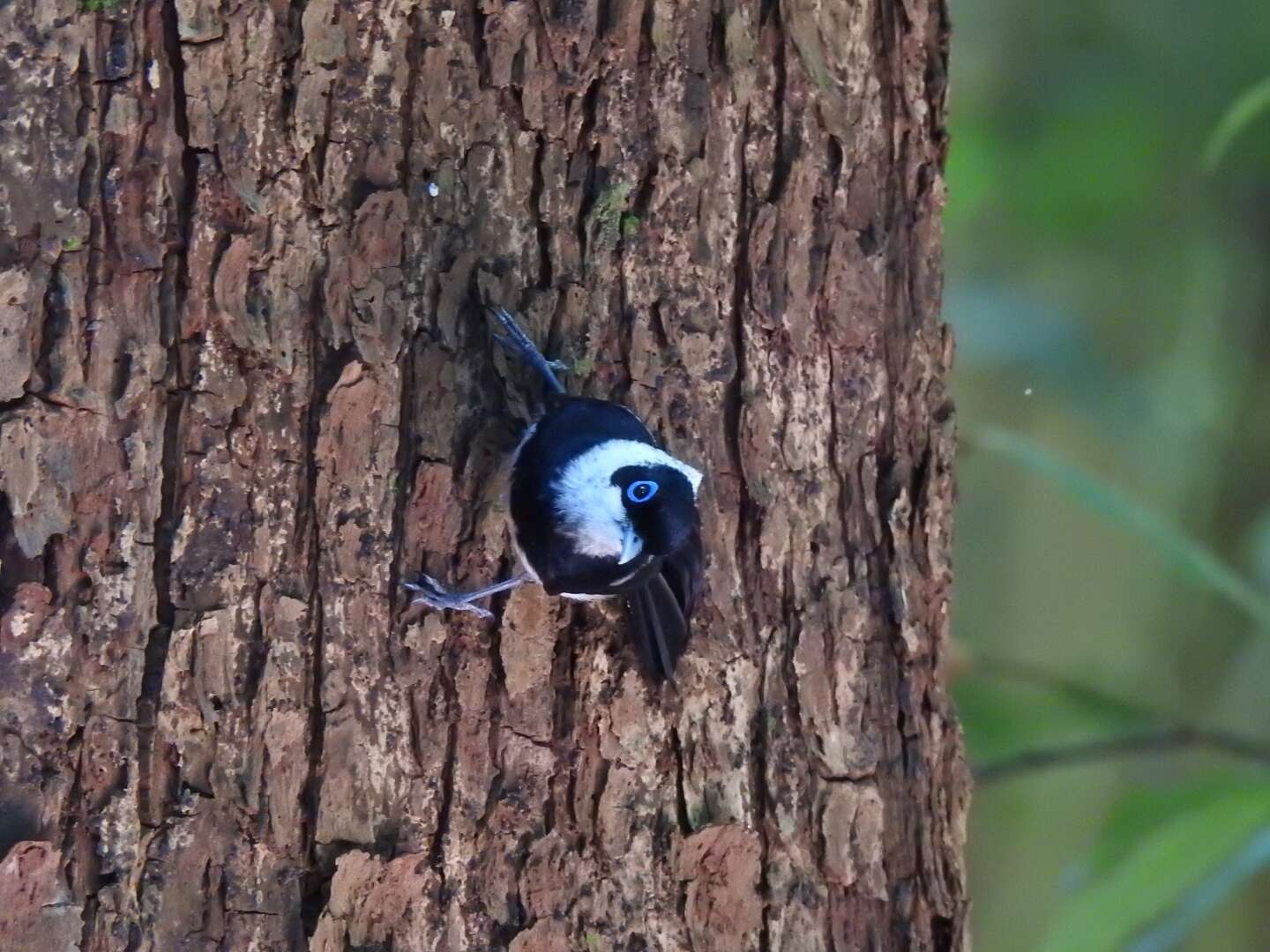 Image of Pied Monarch