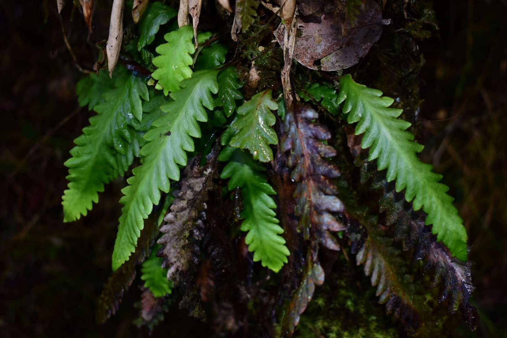 Imagem de Enterosora trifurcata (L.) L. E. Bishop