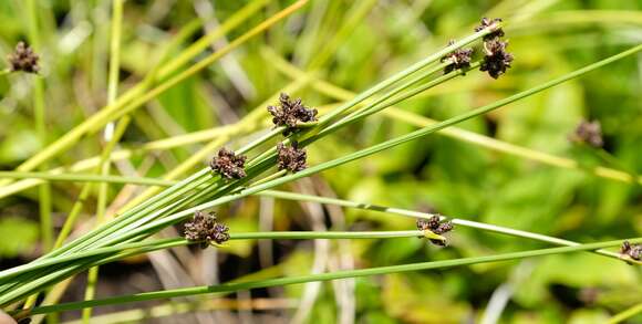 Image of Isolepis costata Hochst. ex A. Rich.