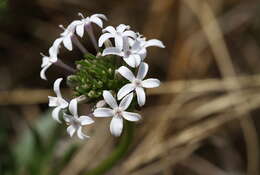 Image de Pentanisia angustifolia (Hochst.) Hochst.