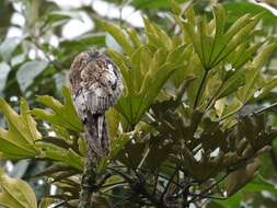 Image of Andean Potoo