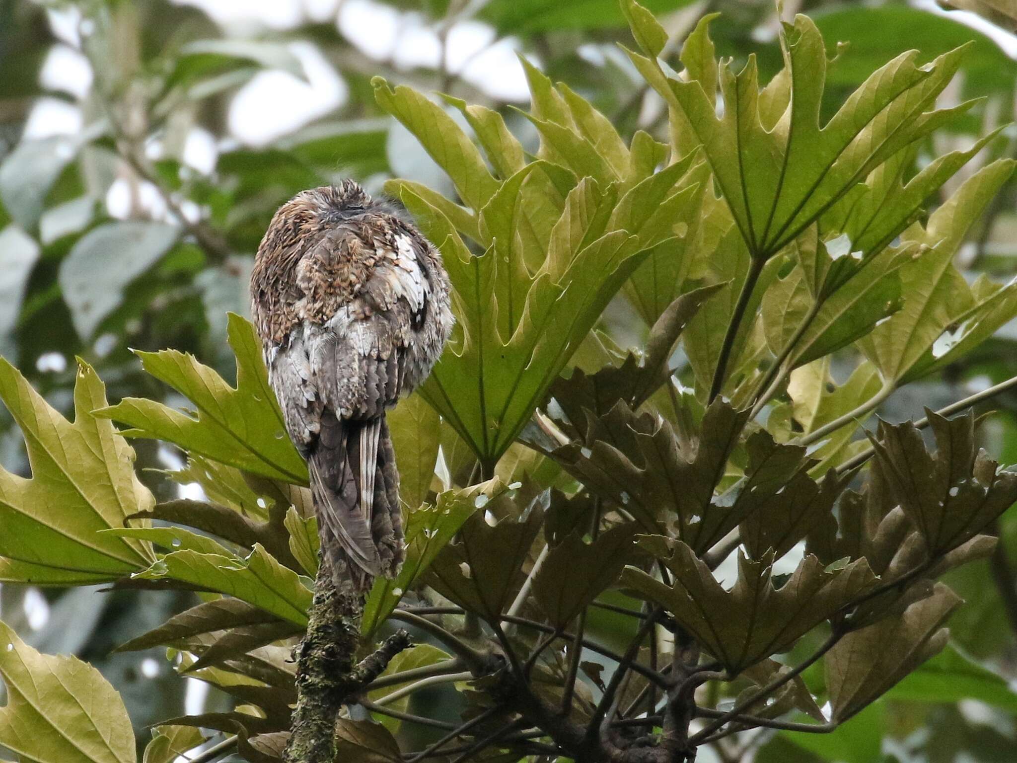 Image of Andean Potoo