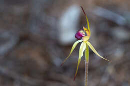 Image of Robust spider orchid