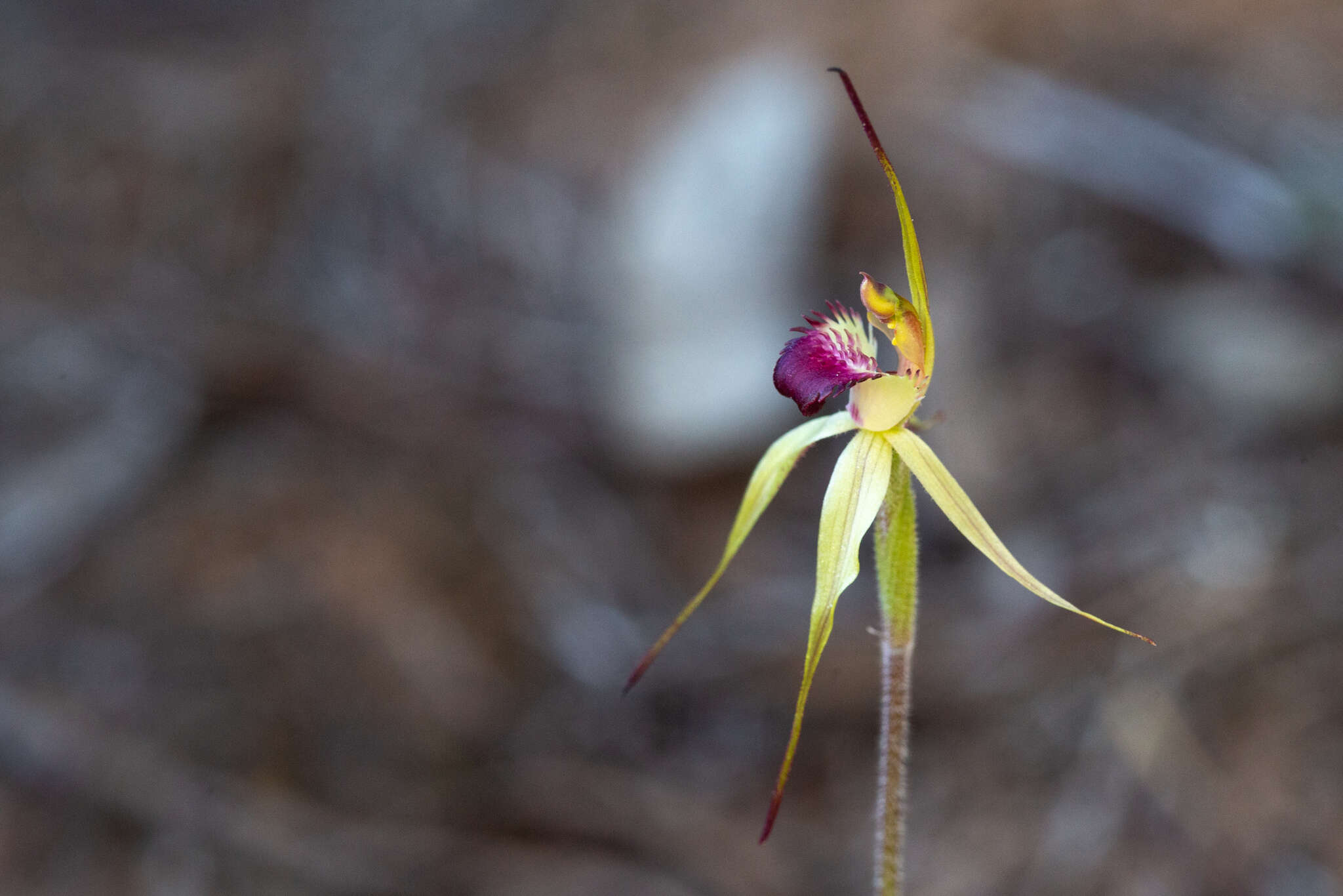 Caladenia valida (Nicholls) M. A. Clem. & D. L. Jones的圖片