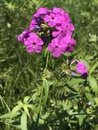 Imagem de Phlox glaberrima subsp. interior (Wherry) Wherry