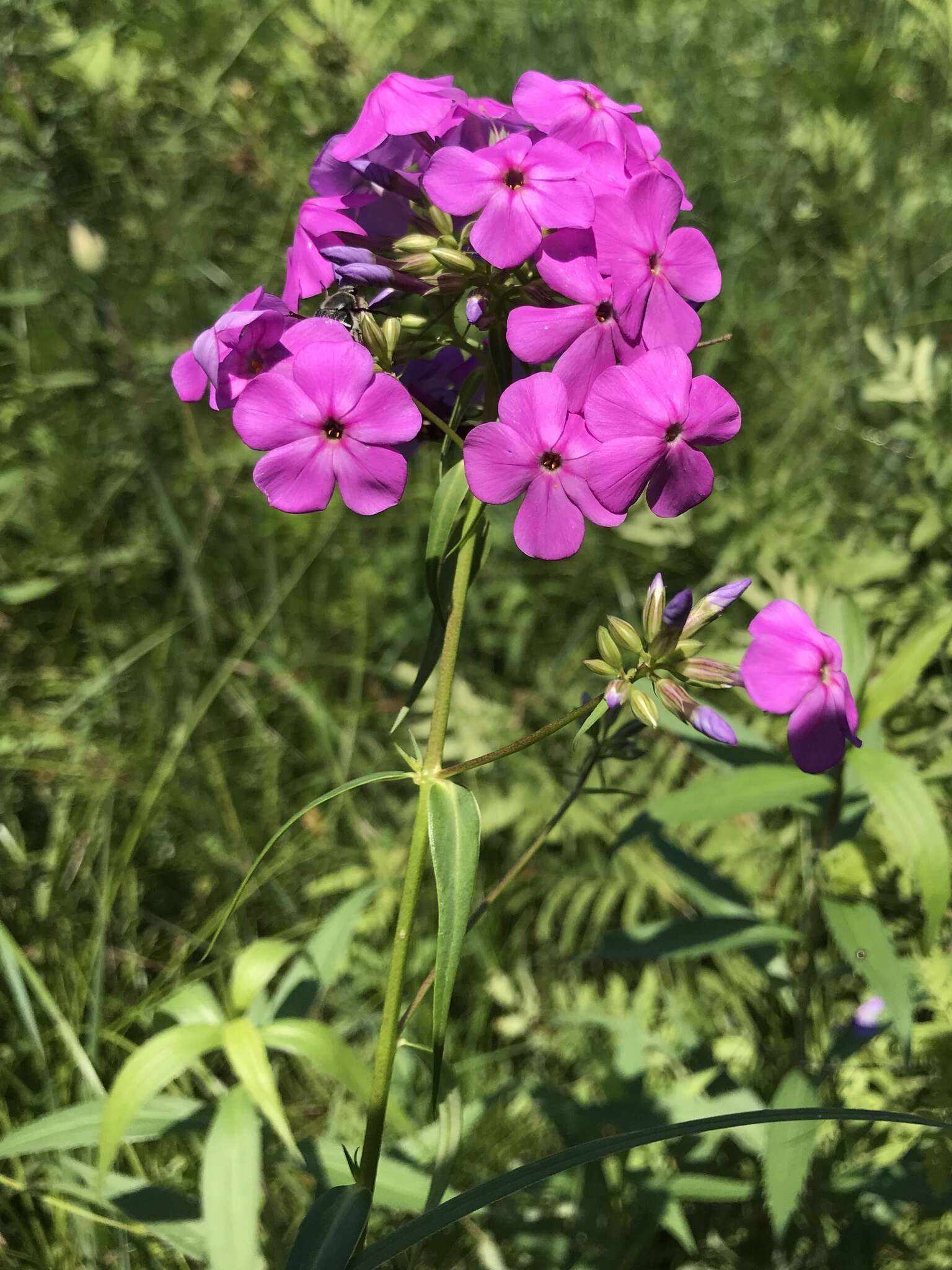 Imagem de Phlox glaberrima subsp. interior (Wherry) Wherry