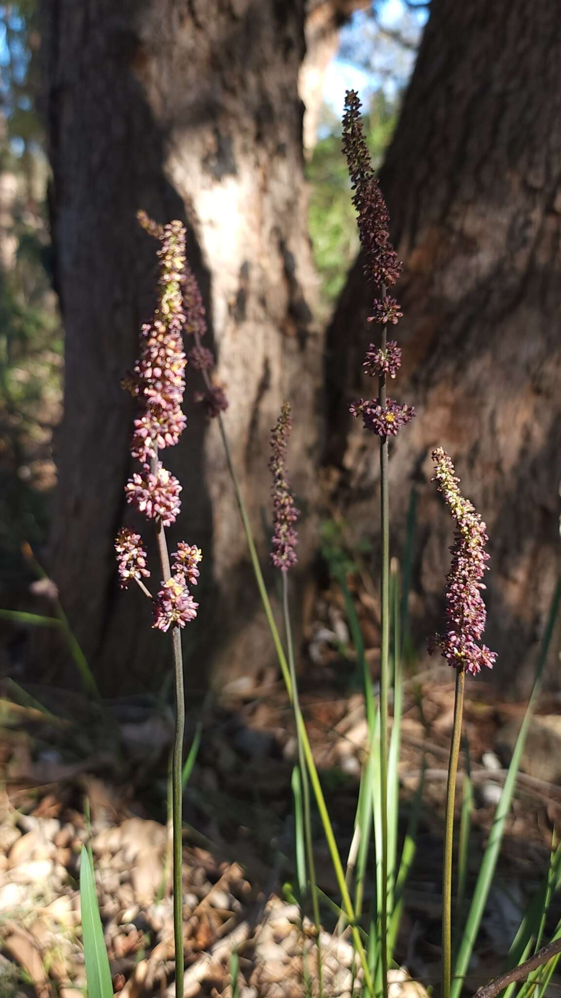 Image de Lomandra preissii (Endl.) Ewart