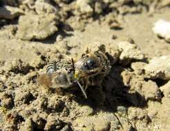 Image of Colletes compactus compactus Cresson 1868