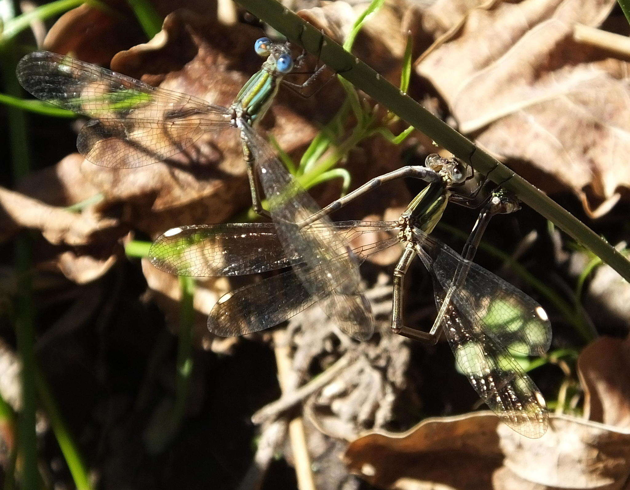 Imagem de Lestes virgatus (Burmeister 1839)