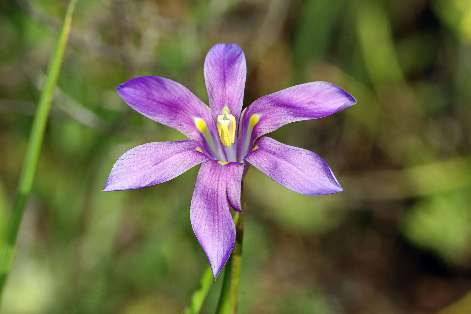 Plancia ëd Moraea polyanthos L. fil.