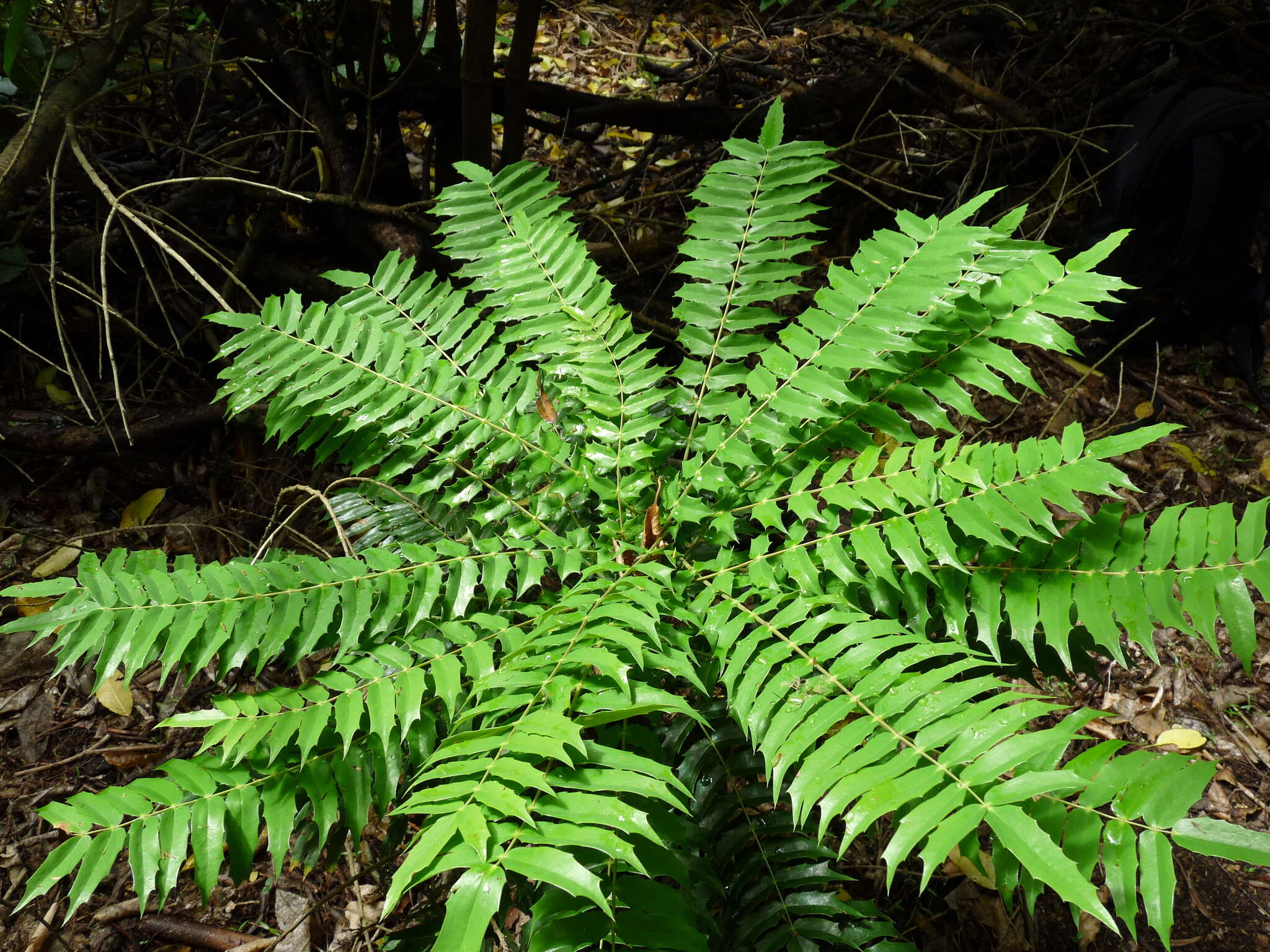 Sivun Berberis oiwakensis (Hayata) J. E. Laferriere kuva