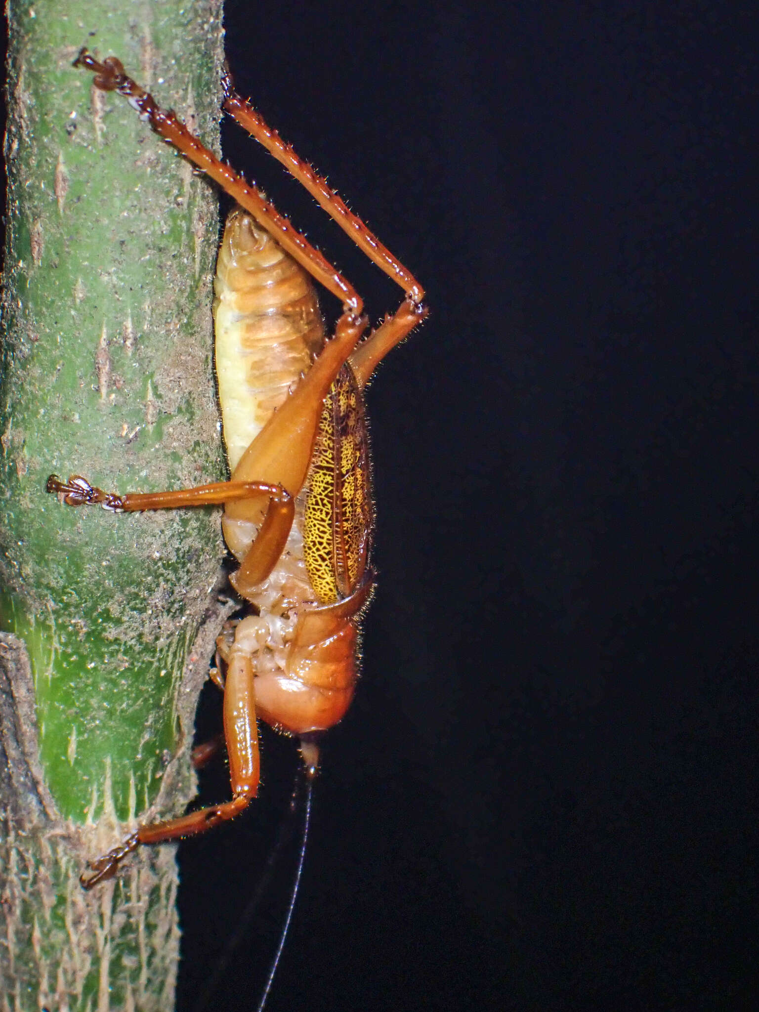 Image of Melanonotus tico Rentz & D. C. F. 1975