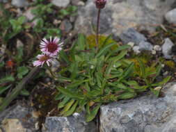 Image de Erigeron glabratus subsp. glabratus Hoppe & Hornsch. ex Bluff & Fingerh.