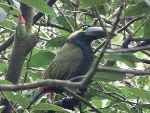 Image of Yellow-eared Toucanet