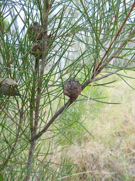 Image of Hakea actites W. R. Barker