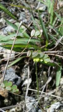 Image de Phyllanthus pentaphyllus var. floridanus G. L. Webster