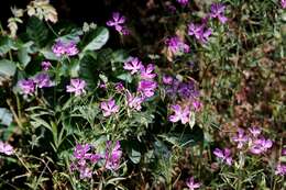 Plancia ëd Clarkia biloba subsp. brandegeae (Jepson) F. H. Lewis & M. E. Lewis