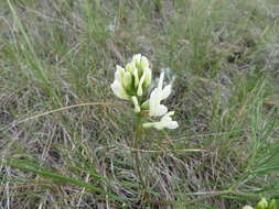 Image of narrowleaf milkvetch