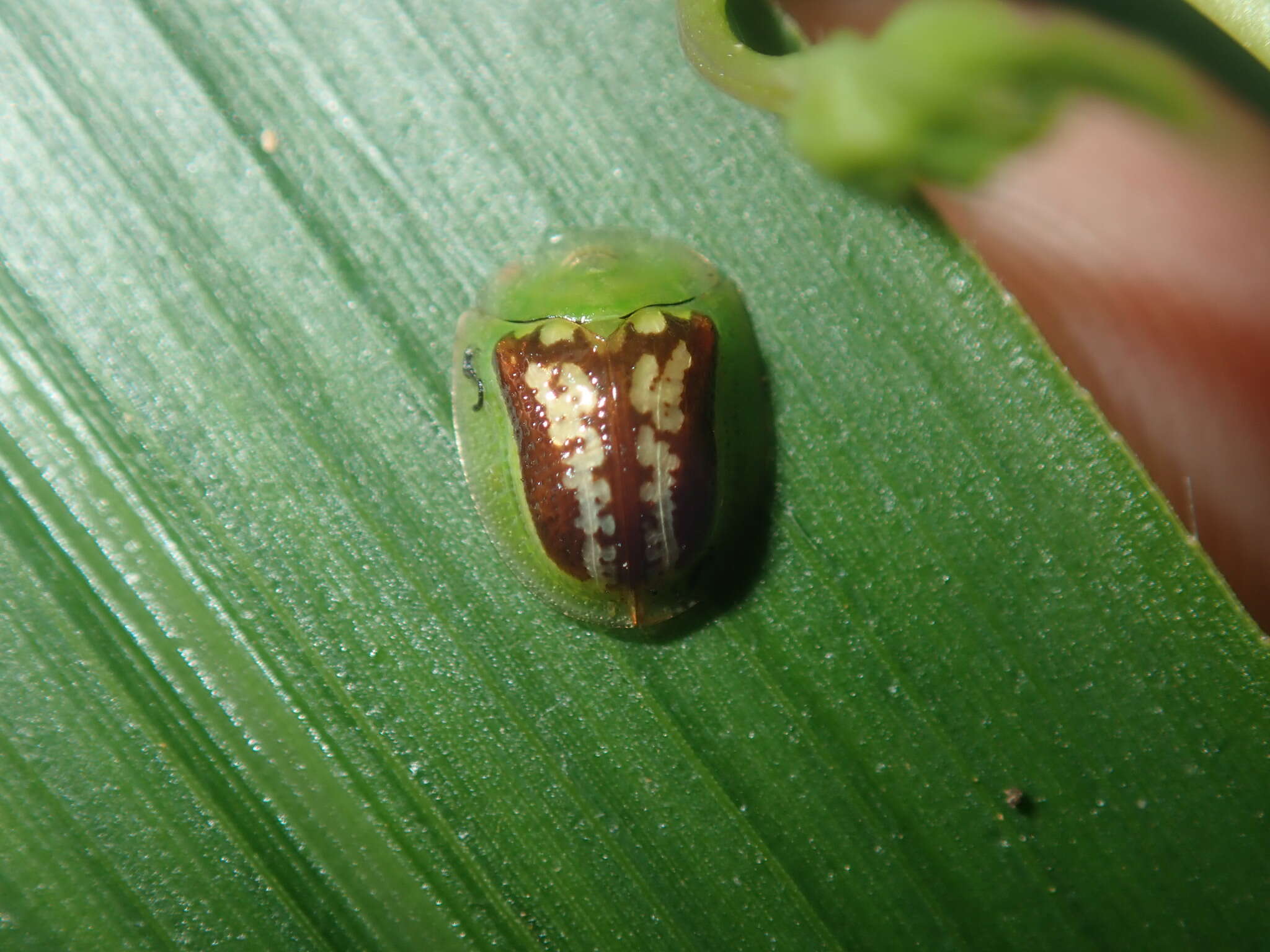 Image of Cassida (Crepidaspis) compuncta (Boheman 1855)