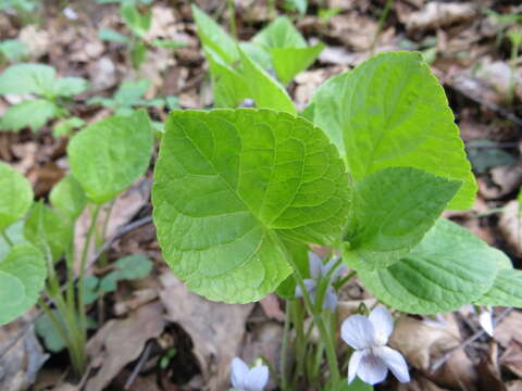 Слика од Viola mirabilis L.