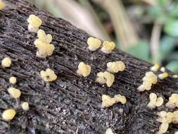 Image de Calocera pallidospathulata D. A. Reid 1974