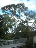 Image of Saligna Eucalyptus