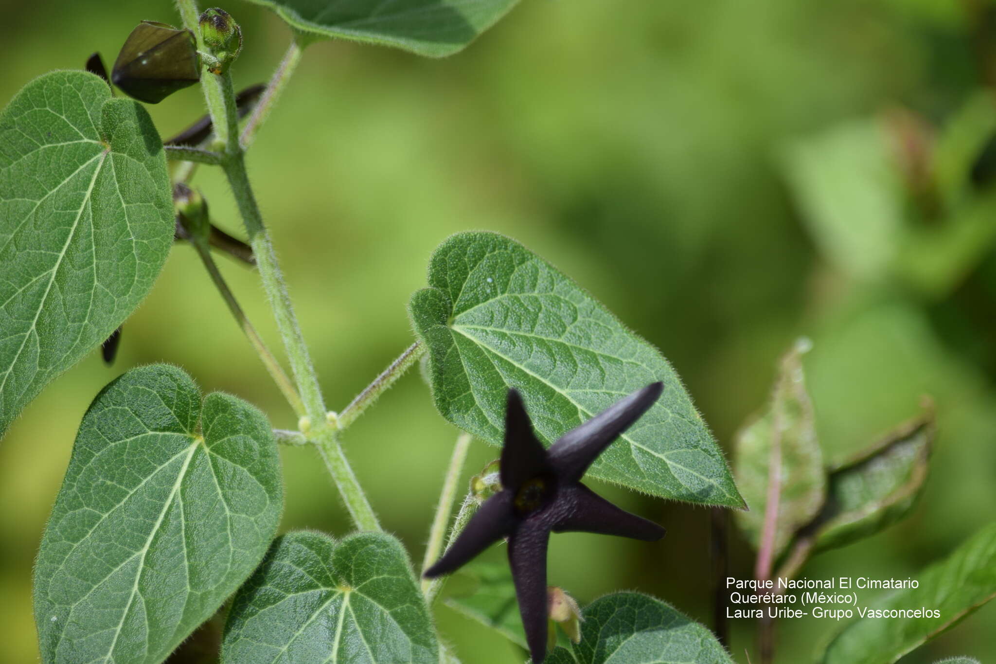 Sivun Matelea pilosa (Benth.) R. E. Woodson kuva