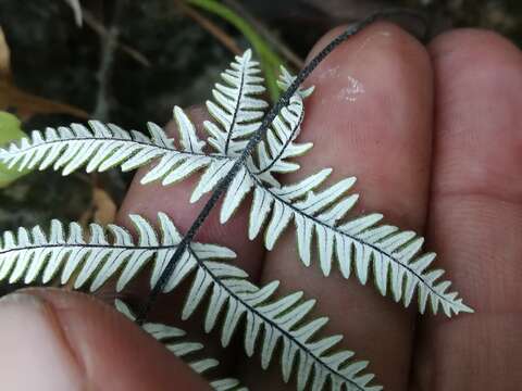 Image of Copeland's cloak fern