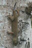 Image of Oceania Gecko