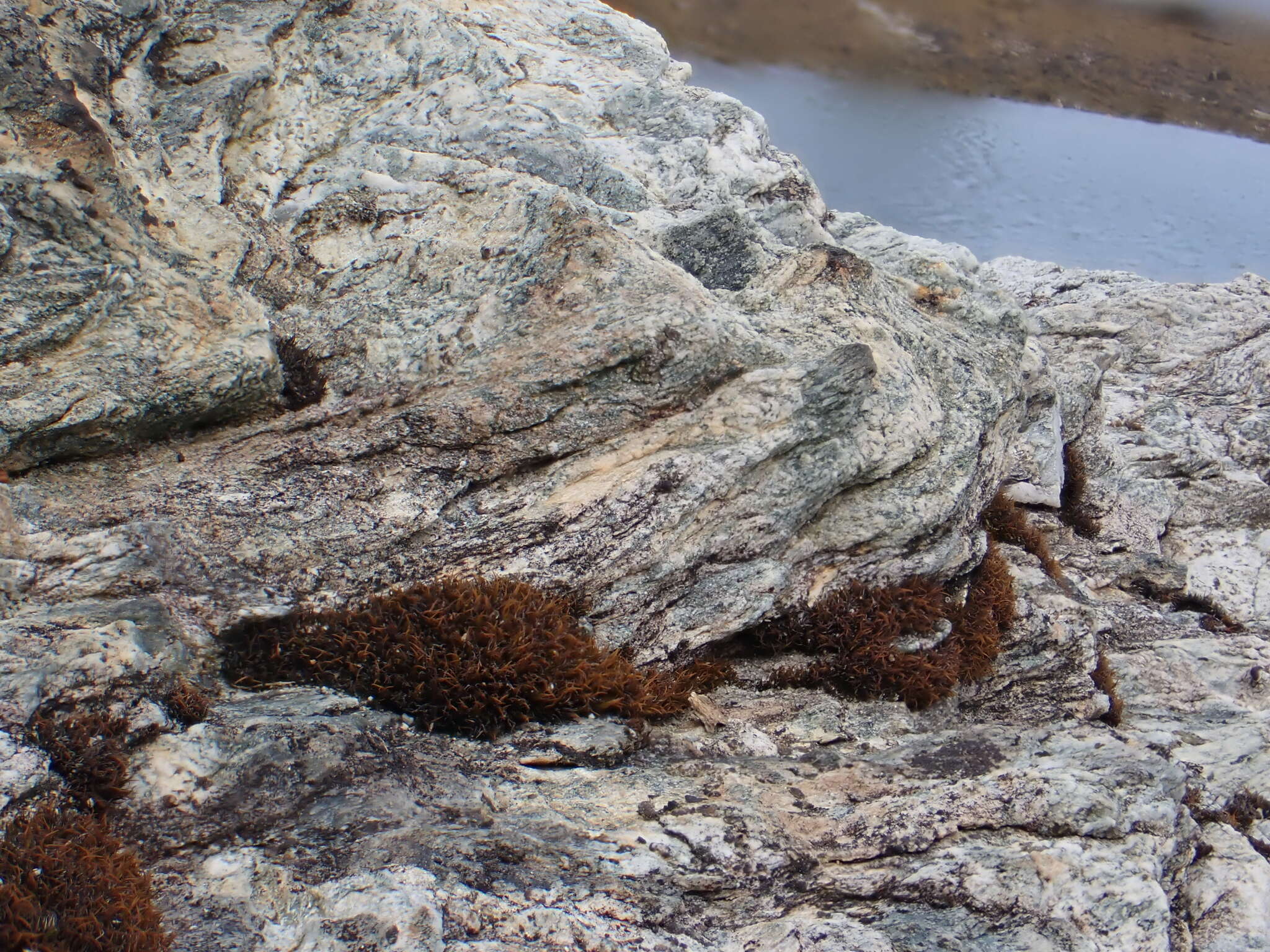 Image of seaside schistidium moss