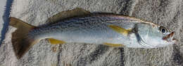 Image of Gray weakfish