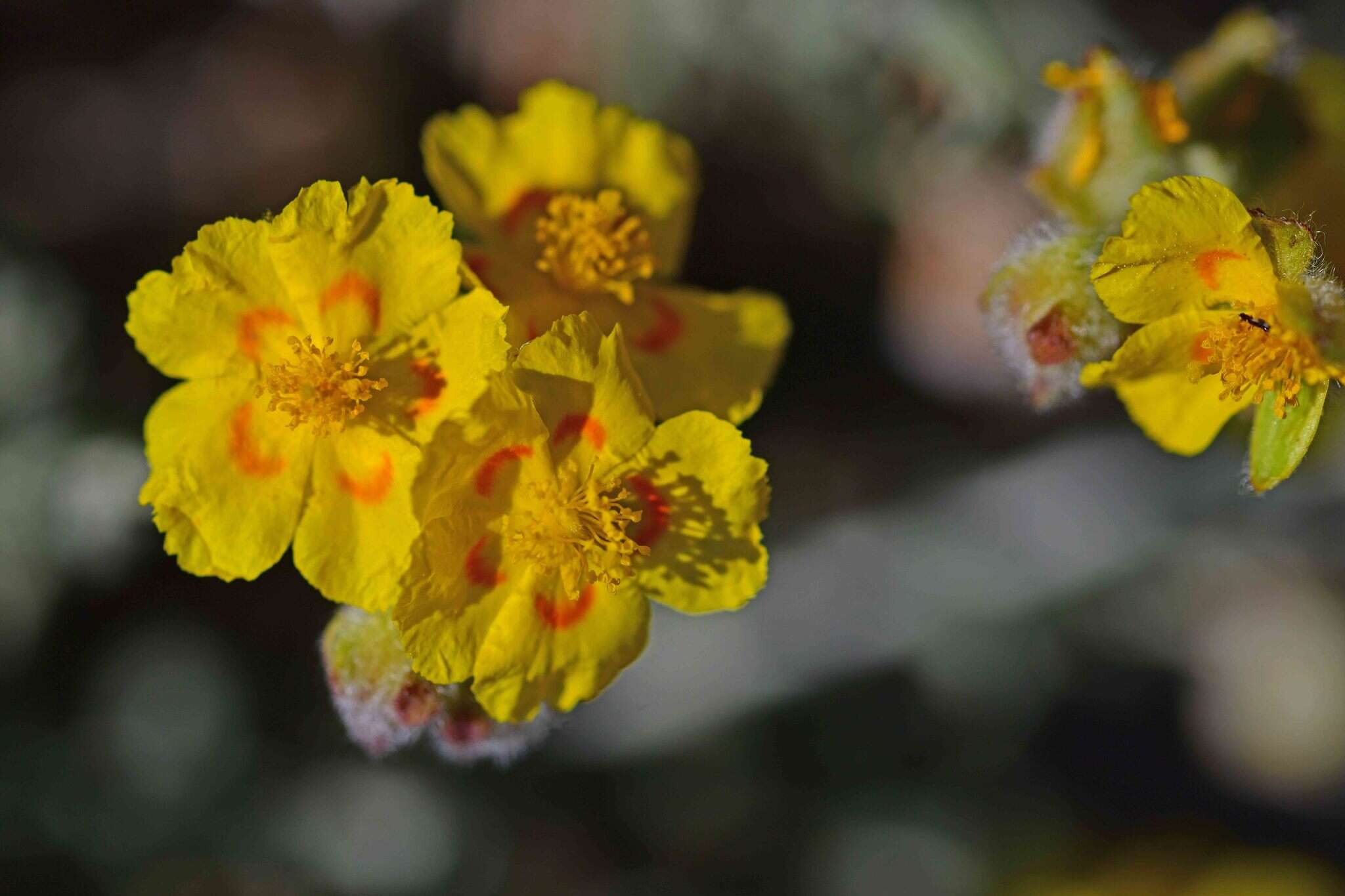 Helianthemum caput-felis Boiss. resmi