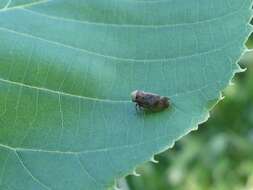 Image of Leafhopper