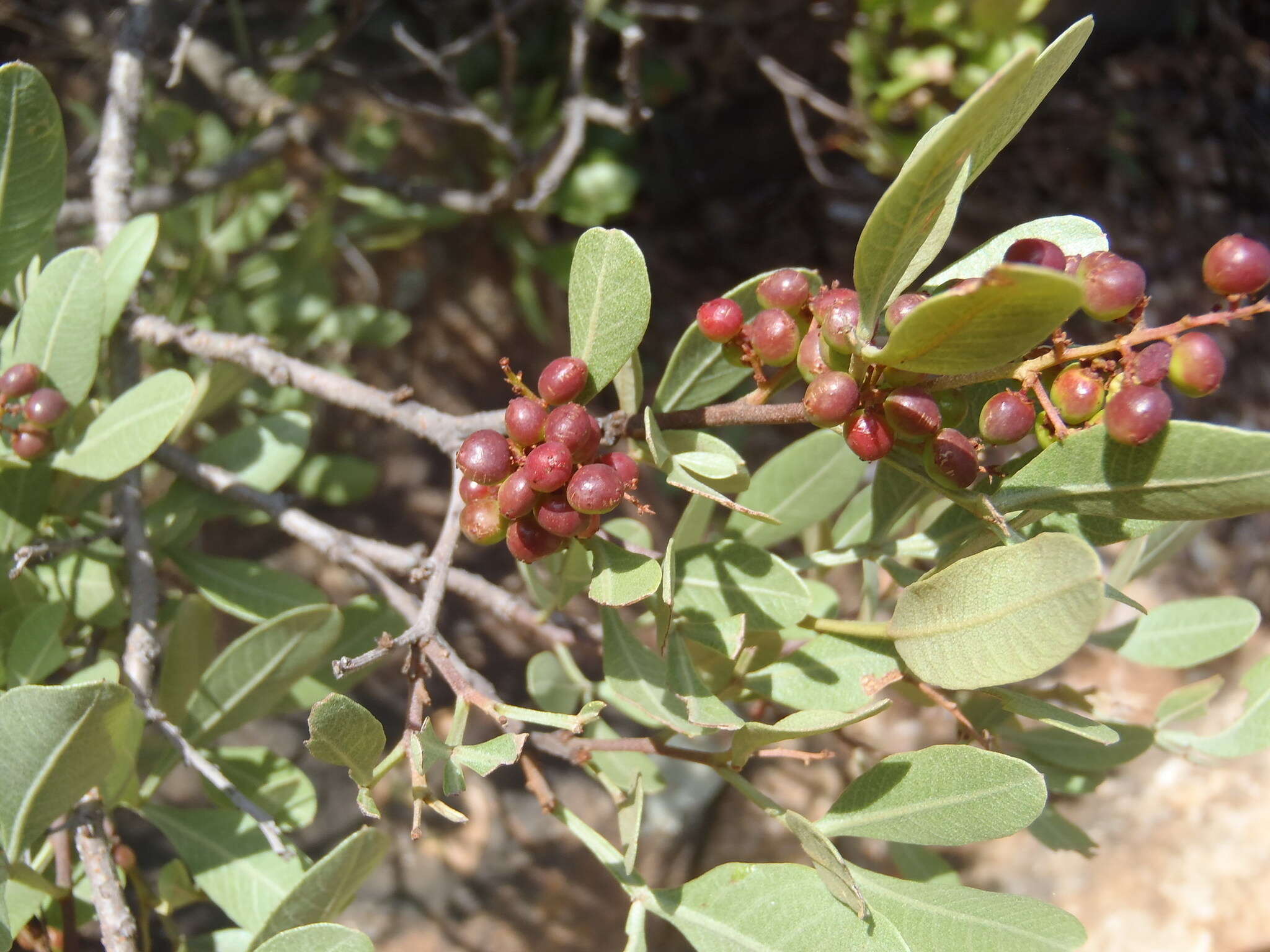 Image of Searsia magalismontana subsp. magalismontana