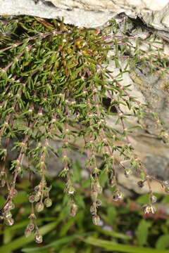 Image of Spergularia rupicola Le Jolis