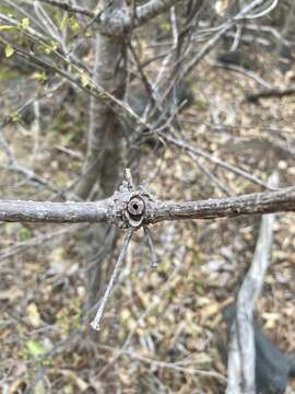 Image of manchineel berry