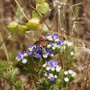 Image of Paranthrax rufiventris (Blanchard 1852)