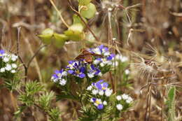 Plancia ëd Paranthrax rufiventris (Blanchard 1852)