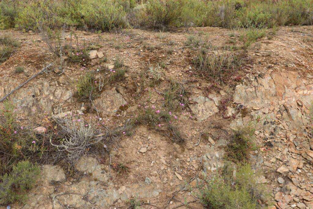 Image of Dianthus basuticus subsp. fourcadei Hooper