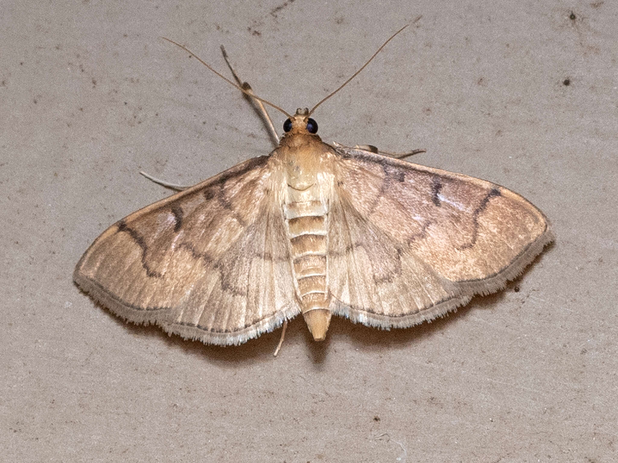 Herpetogramma theseusalis Walker 1859 resmi