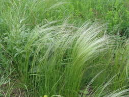 Image of Needle Grass