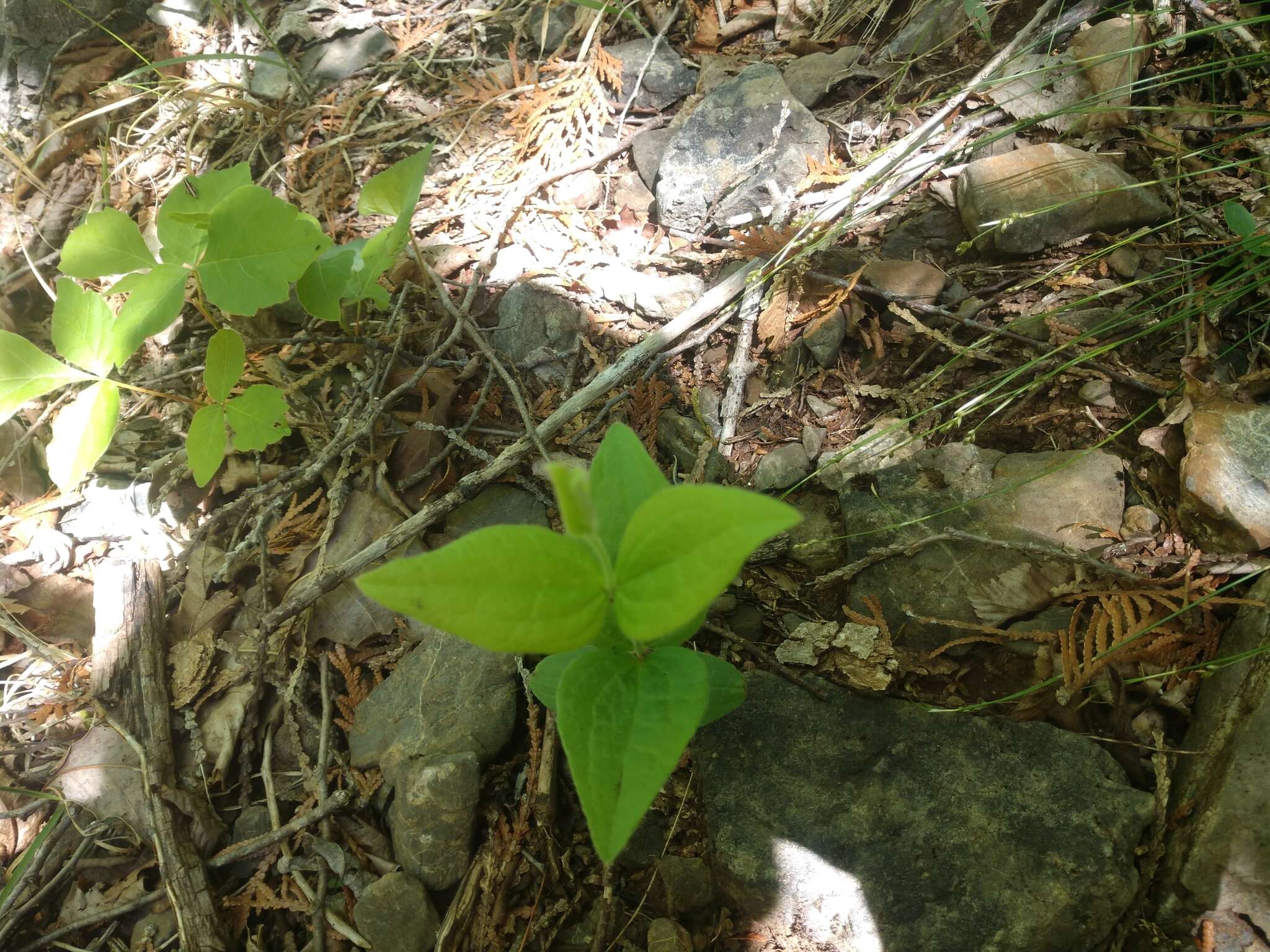 Imagem de Clematis coactilis (Fernald) Keener