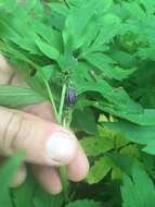 Image of eastern waterleaf