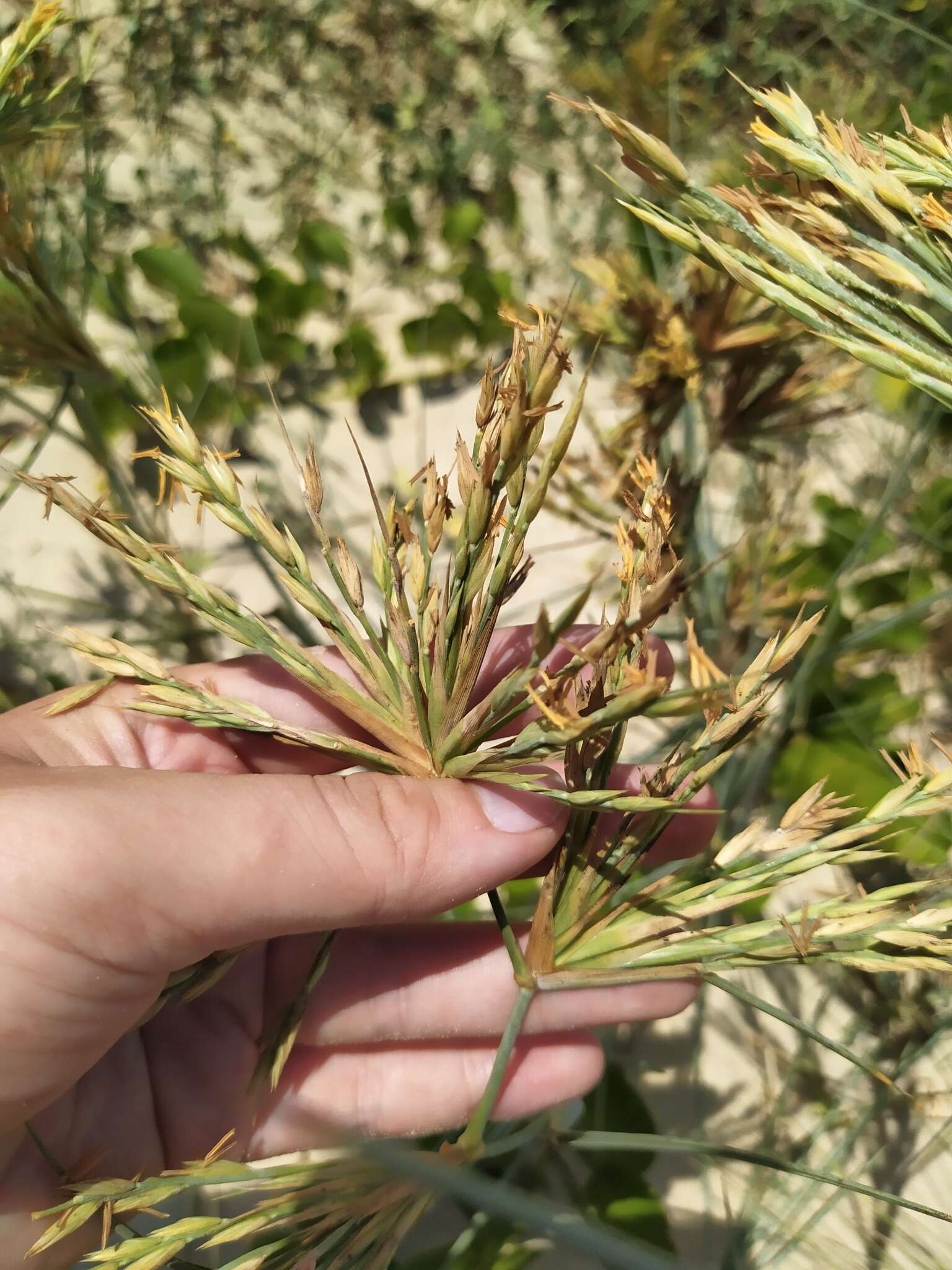 Imagem de Spinifex littoreus (Burm. fil.) Merr.