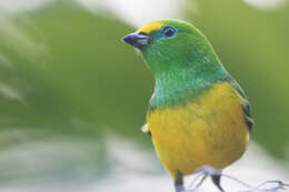 Image of Blue-naped Chlorophonia